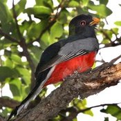 Elegant Trogon